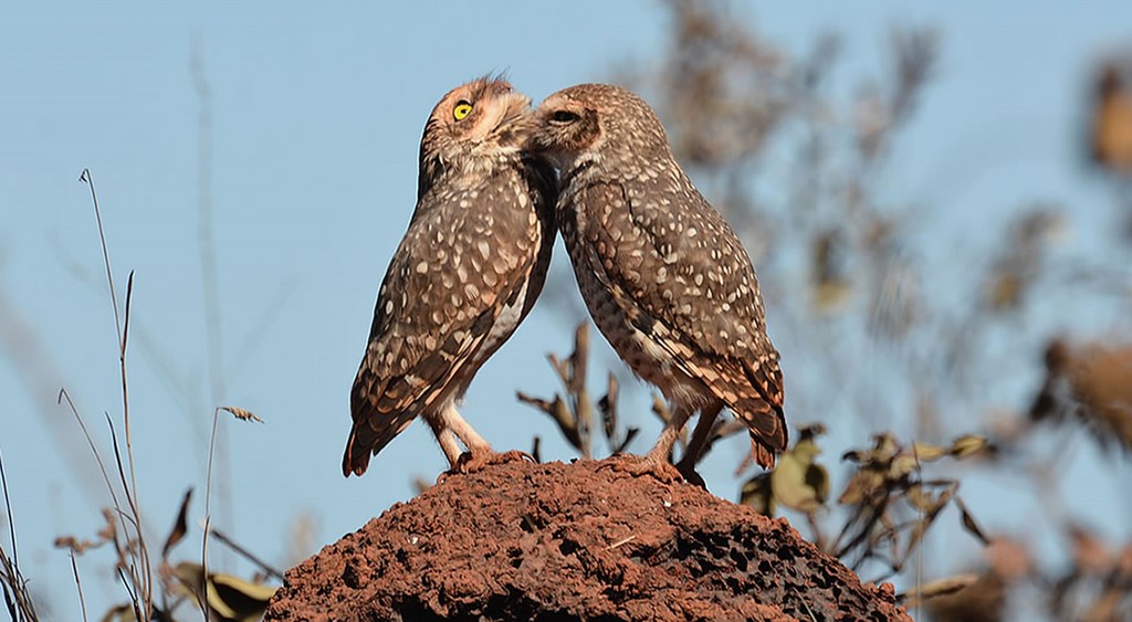 Coruja-buraqueira - Parnacanastra
