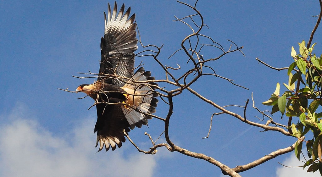 Gavião Carcará - Parnacanastra